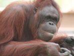 Ilustrasi-orangutan-memegang-tanaman.jpg