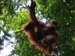 Ilustrasi-orangutan-yang-sedang-bergelantungan-di-pohon-Taman-Nasional-Gunung-Leuser.jpg