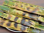 Ilustrasi-otak-otak-bakar-dari-ikan-tenggiri.jpg