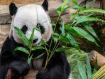 Ilustrasi-panda-raksasa-di-China-sedang-makan.jpg