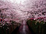 Ilustrasi-pemandangan-bunga-sakura-di-Jepang.jpg