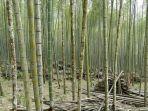 Ilustrasi-pohon-bambu-1.jpg
