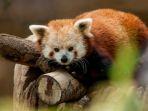 Ilustrasi-red-panda-yang-istirahat-di-pohon.jpg