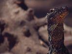 Ilustrasi-seekor-anak-komodo.jpg