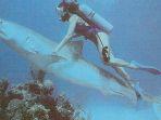 Ilustrasi-seorang-penyelam-bertemu-hiu-macan-atau-tiger-shark-saat-menyelam-di-lautan.jpg