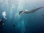 Ilustrasi-snorkeling-bersama-Pari-Manta.jpg