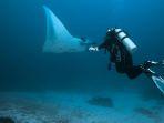 Ilustrasi-snorkeling-bersama-Pari-Manta1.jpg