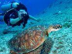 Ilustrasi-snorkeling-bertemu-dengan-penyu-besar-di-lautan.jpg