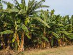 Ilustrasi-suasana-kebun-pisang1.jpg
