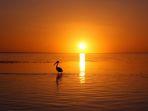 Ilustrasi-sunset-di-teluk-dengan-pemandangan-burung-bangau.jpg
