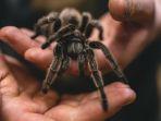 Ilustrasi-tarantula-1.jpg