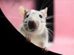 Ilustrasi-tikus-albino-1.jpg