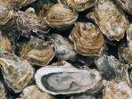 Ilustrasi-tiram-atau-oyster.jpg