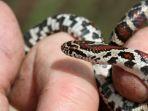 Ilustrasi-ular-susu-Lampropeltis-triangulum.jpg