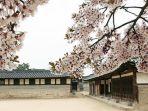 Istana-Changdeokgung-satu-tempat-wisata-terbaik-di-Seoul-Korea-Selatan-buat-bunga-sakura.jpg