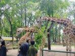 Jerapah-Taman-Margasatwa-Ragunan-Jaksel.jpg