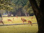 KEBUN-RAYA-BOGOR-Rusa-yang-berkeliaran-di-Kebun-Raya-Bogor-Sabtu.jpg