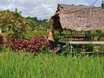 Kampoeng-Sawah-Marina.jpg