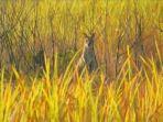 Kanguru-di-Savana-Youram-di-Taman-Nasional-Wasur.jpg