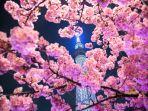 Kawazu-Zakura-dikenal-sebagai-bunga-sakura-musim-dingin-di-Jepang.jpg