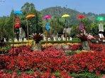 Kebun-Begonia-Lembang-Jabar.jpg