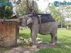 Kebun-Binatan-Kasang-Kulim-gajah.jpg