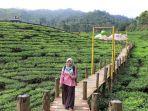 Kebun-Teh-Gunung-Gambir-di-Jember.jpg
