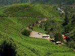 Kebun-Teh-Kaligua.jpg