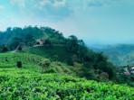Kebun-Teh-Kemuning-wisata-alam-di-Ngargoyoso-Karanganyar-Jawa-Tengah-untuk-healing.jpg