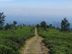 Kebun-Teh-Medini-tempat-wisata-instagramable-di-Kendal-Jawa-Tengah1.jpg