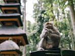 Kera-di-Sangeh-Monkey-Forest-tempat-wisata-populer-di-Badung-Bali.jpg