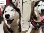 Kolase-anjing-Siberian-Husky-yang-lagi-viral-di-TikTok2.jpg