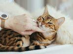 Kucing-yang-sedang-bermanja-dengan-pemiliknya.jpg