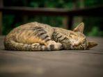 Kucing-yang-sedang-tertidur-nyenyak.jpg