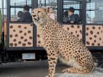 Lembang-Park-Zoo-79879.jpg