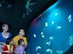 Libur-sekolah-Sea-World-Ancol.jpg