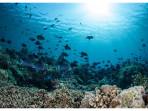 Menjelajahi-bawah-laut-Wakatobi.jpg