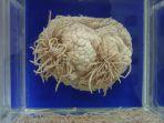 Museum-Parasitologi-Meguro-satu-museum-unik-di-Tokyo-Jepang-buat-dikunjungi.jpg
