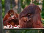 Orang-Utan-dalam-kawasan-Taman-Nasional-Tanjung-Puting.jpg