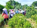 PKK-Agropark-di-Lampung-Selatan.jpg
