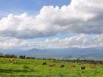Padang-Mangateh.jpg