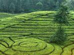 Pemandangan-Agrowisata-Gunung-Mas-Bogor-Jawa-Barat.jpg