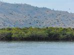 Pemandangan-Pulau-Kalong-di-Manggarai-Barat-Nusa-Tenggara-Timur-yang-jadi-habitat-kelelawar.jpg