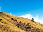 Pemandangan-hijau-di-jalur-pendakian-Gunung-Sumbing-via-Garung.jpg