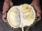 Penampakan-durian-sibelimbing.jpg