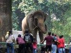 Pengunjung-Taman-Margasatwa-Ragunan.jpg