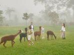 Pengunjung-berwisata-ke-Bali-Farm-House-Kecamatan-Sukasada-Kabupaten-Buleleng-Bali.jpg