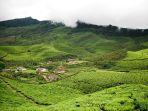 Perkebunan-Teh-Devikulam-India-yang-indah.jpg
