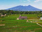 Pesona-Desa-Wisata-Mulyaharja-hamparan-sawah-hijau-yang-berlatar-megah-Gunung-Salak.jpg