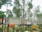 Pinea-Forest-Mangli-2.jpg